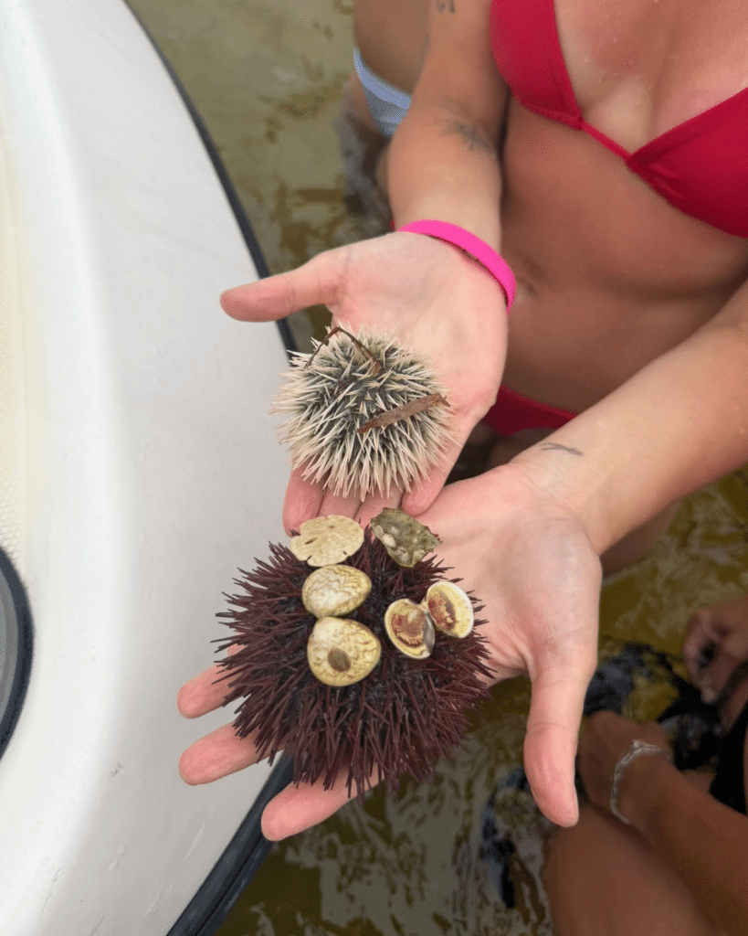Two sea urchins found in Panama City Beach, one pale variegated and one dark urchin decorated with barnacles and shells