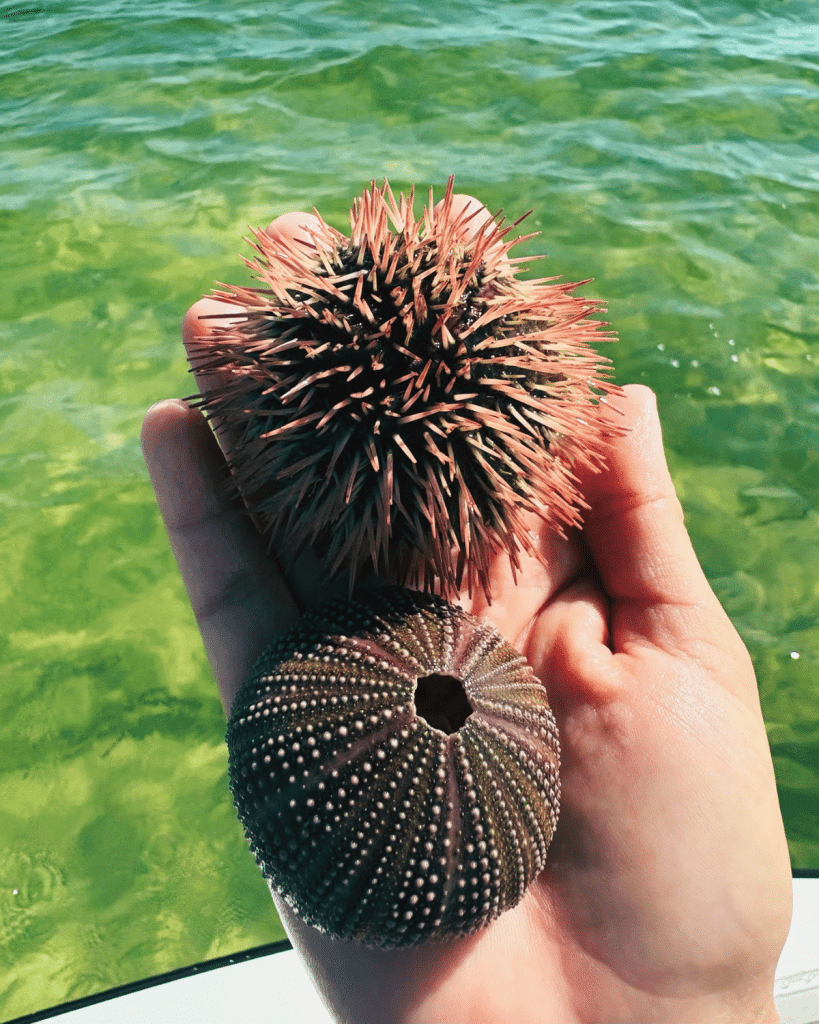 Hand holding a live sea urchin above its empty bleached skeleton, showing the difference between a living sea urchin and a collectible sea urchin test in Panama City Beach
