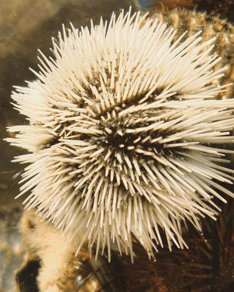 Underwater close-up of a white long-spined sea urchin in its natural habitat in Panama City Beach