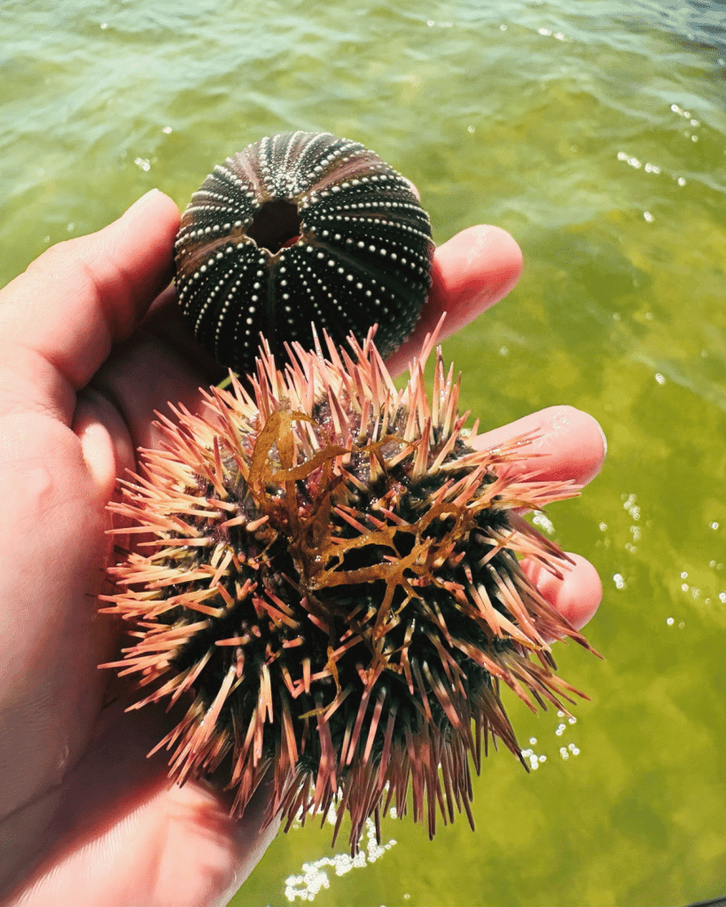 Hand holding a live variegated sea urchin decorated with seaweed alongside its dark green empty test, demonstrating what a sea urchin skeleton looks like in Panama City Beach