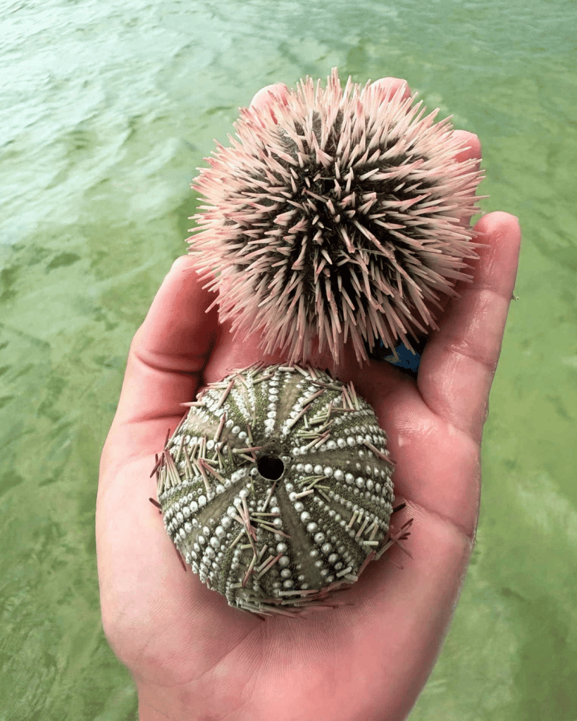 and holding a live pink and tan sea urchin above a green sea urchin skeleton, showing guests what to collect and what to return to the water in Panama City Beach