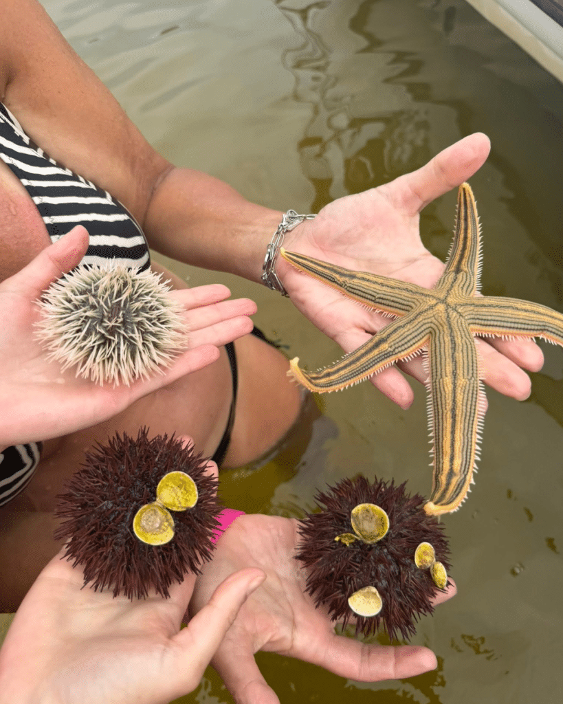 Hands holding two decorated variegated sea urchins and a pale sea urchin alongside a striped sea star, showing the echinoderm family found in Panama City Beach