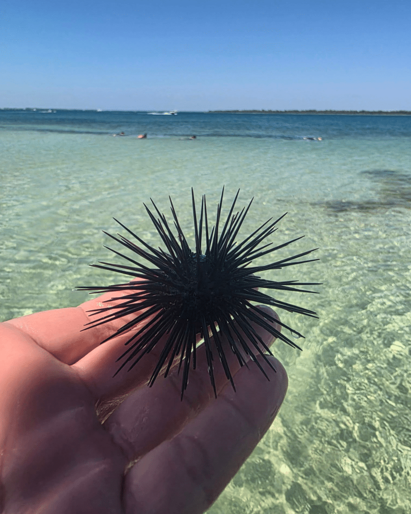 Long-spined black sea urchin held up against the clear turquoise water near Shell Island in Panama City Beach