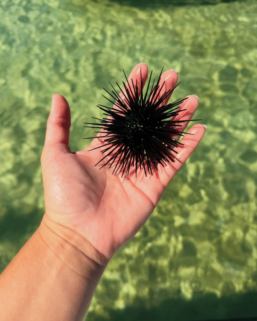 Long-spined black sea urchin held against clear emerald green water near Shell Island, Panama City Beach