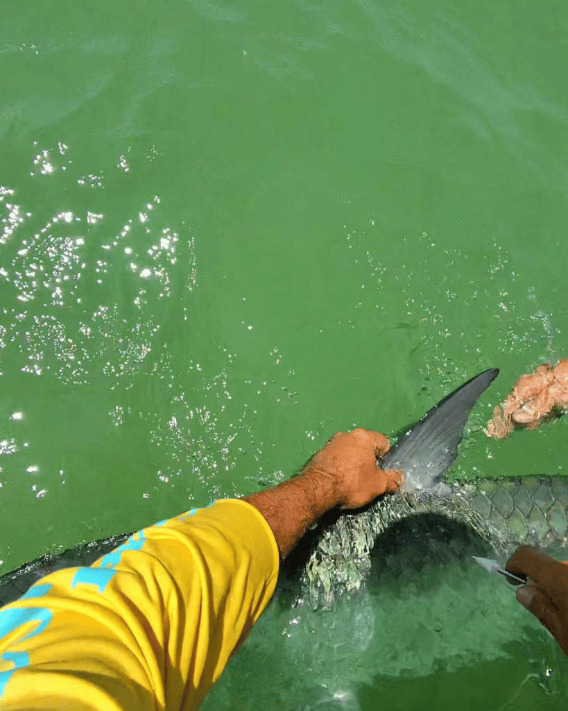 A crew member gripping a tarpon's dorsal fin alongside the boat during the tarpon tagging process in the Gulf of Mexico near Panama City Beach