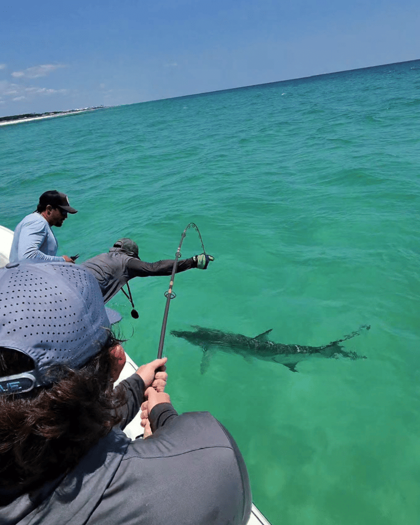 Crew members working alongside the boat to tag a large tarpon in the clear Gulf waters near Panama City Beach during a research and tarpon tagging tournament. 